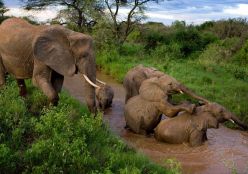 武汉到肯尼亚旅游 肯尼亚线路报价（马赛马拉2N+博高利亚+树顶公园+肯尼亚山）10天动物世界之旅（QR）
