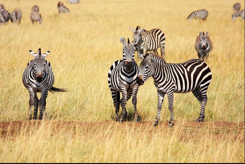 武汉到肯尼亚旅游线路 武汉到肯尼亚旅行社跟团价格 VIP4-6 人肯尼亚十天观野生动物